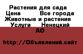 Растения для сада › Цена ­ 200 - Все города Животные и растения » Услуги   . Ненецкий АО